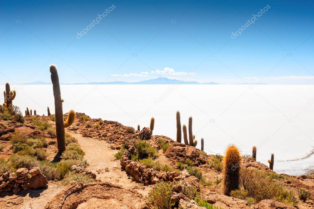 Big cactus on Salar de Uyuni salt flat, Bolivia.