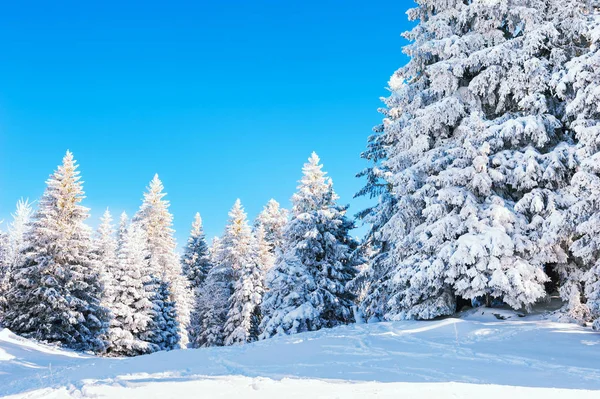 Pohon tertutup salju di hutan musim dingin . — Stok Foto