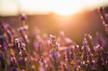 Provence, Fransa gün batımı lavanta çiçekleri.