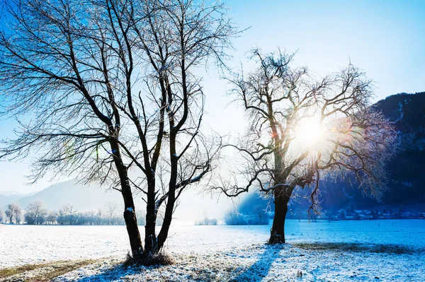Frosted trees in the morning sunlight. — Stock Photo, Image