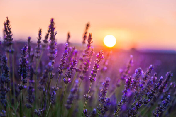 Lavender flowers at sunset in Provence, France.
