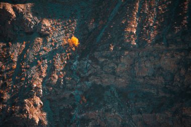 Dağlarda uçurumda sarı sonbahar ağacı.