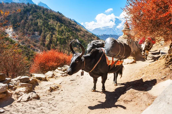 Yak transportant des marchandises en Himalaya, Népal — Photo