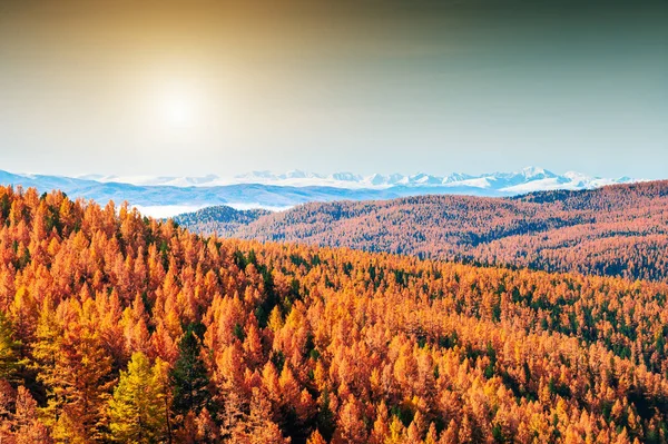 Jesień las w górach Ałtaj, Siberia, Rosja — Zdjęcie stockowe