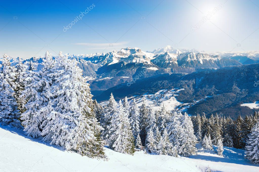 Snow-covered trees in Alps mountains, France