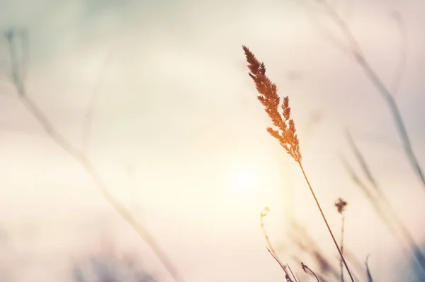 Gramíneas secas de outono em um campo ao pôr do sol . — Fotografia de Stock