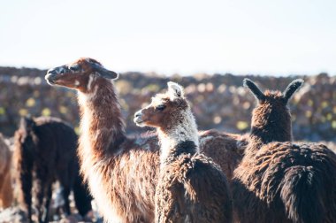 Llamas Altiplano, Bolivya'da bir çiftlikte.