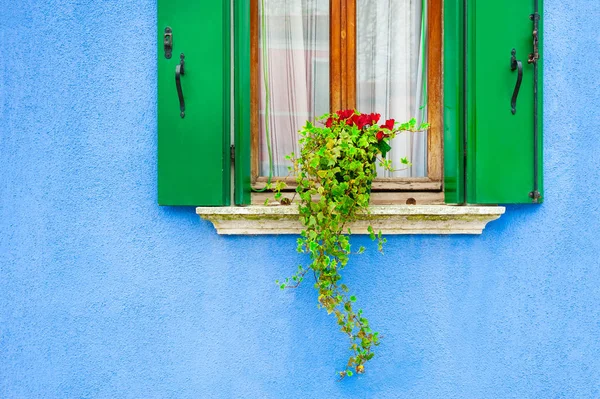 Fenster mit Blumen an der blau bemalten Wand. — Stockfoto