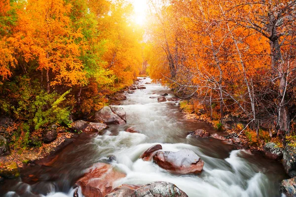 Gelber Herbstwald und Fluss bei Sonnenuntergang — Stockfoto