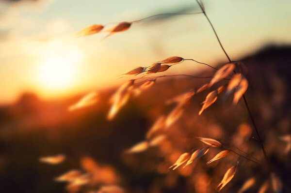 Oat plants in a field at sunset.