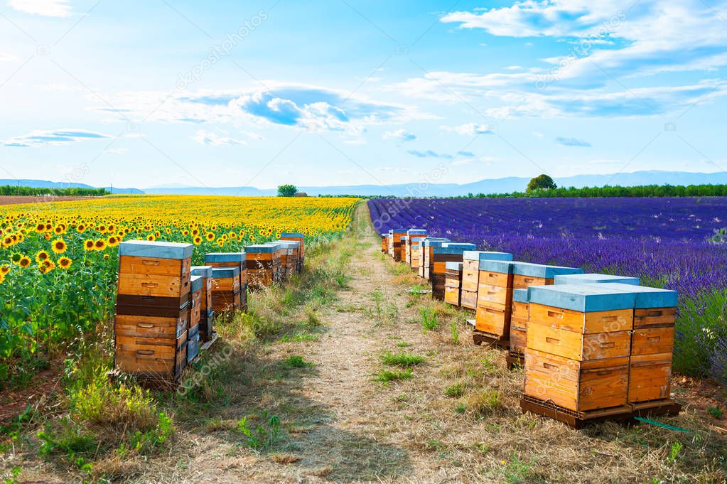 Bee hives in a lavender and sunflower fields 