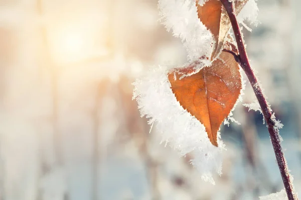 Hoarfrost kış ormandaki yapraklarda. — Stok fotoğraf