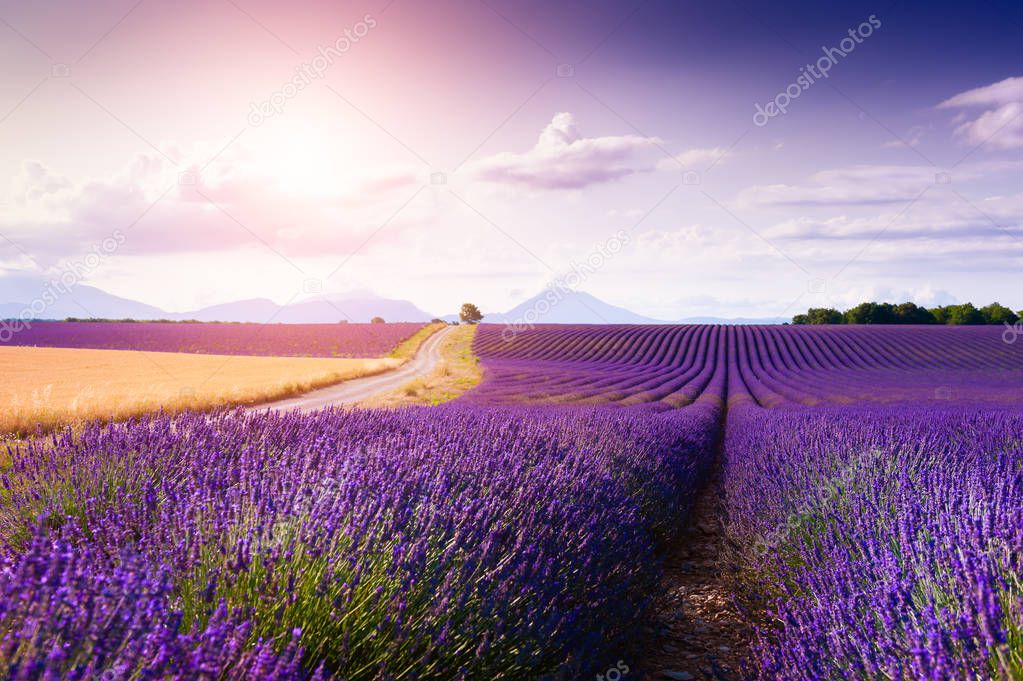 Lavender flower fields at sunset in Provence, France. 