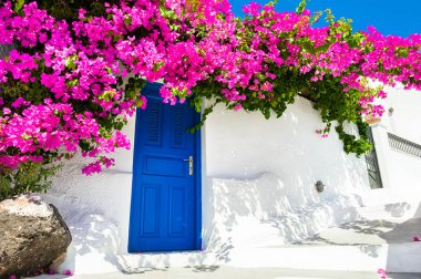 Santorini adasında beyaz mimari ve pembe çiçekler, Yunanistan.
