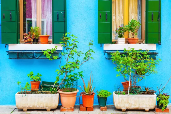 Голубая стена дома и растения в горшках . — стоковое фото