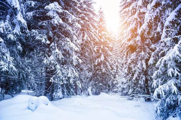 Zasněžené stromy v zimním lese při západu slunce. — Stock fotografie