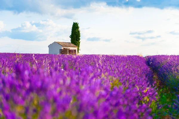 Levendulamezők a közelben Valensole, Provence, Franciaország. — Stock Fotó