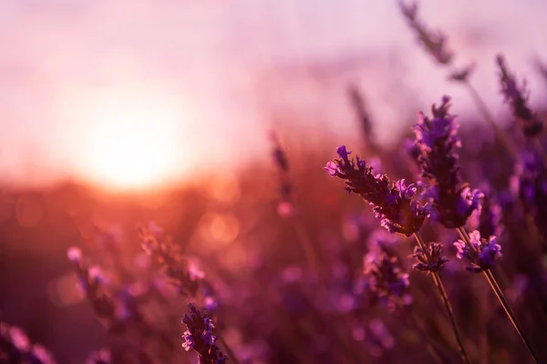 Flores de lavanda ao pôr do sol em Provence, França . — Fotografia de Stock