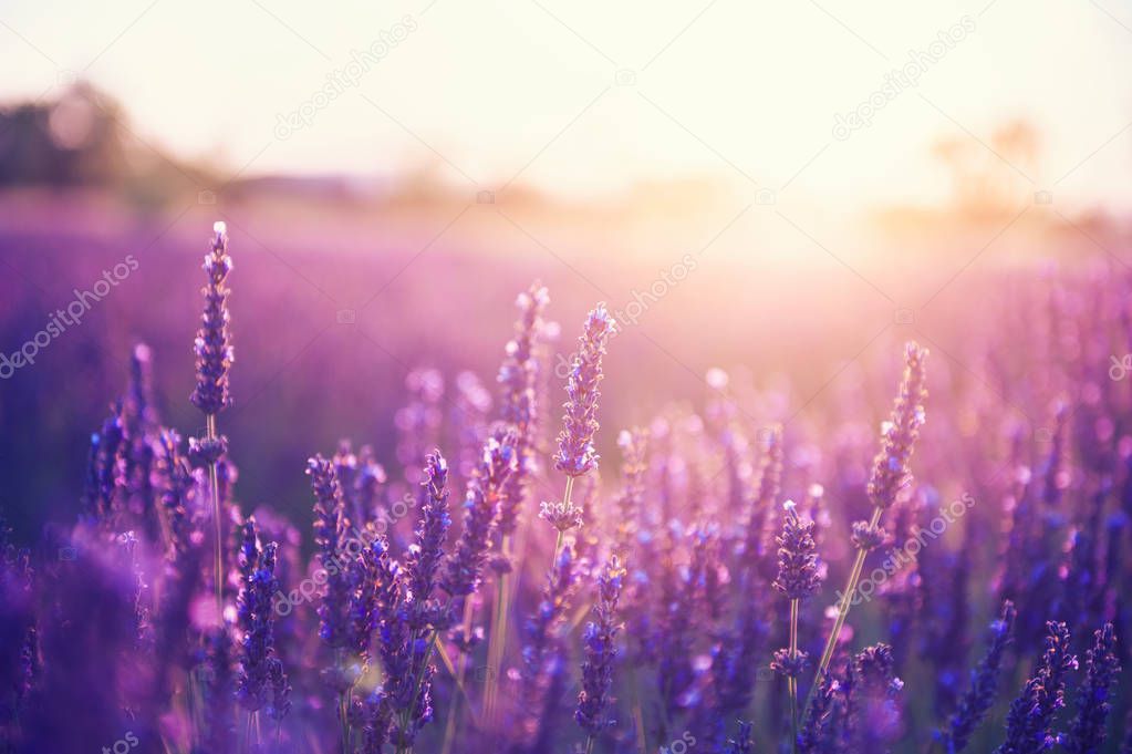 Lavender flowers at sunset in Provence, France.