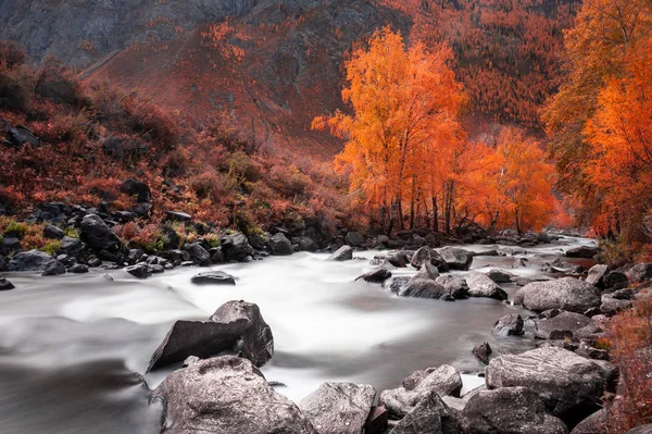 Żółty jesienny Las i rzeka w górach. — Zdjęcie stockowe