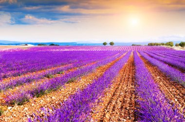 Fransa 'nın Provence şehrinde günbatımında açan lavanta tarlaları.