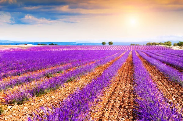 Campos de lavanda florescentes ao pôr do sol em Provence, França . — Fotografia de Stock