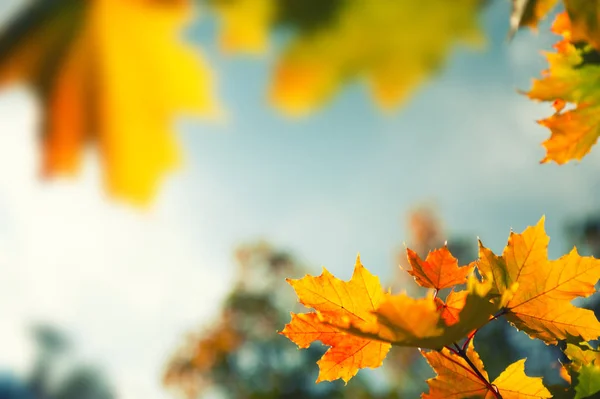 Gele herfst esdoorn bladeren in een bos tegen de lucht. — Stockfoto