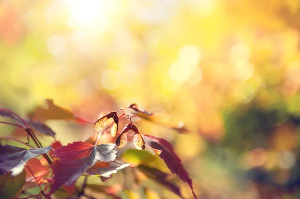 Folhas de bordo de outono amarelo com sementes em uma floresta . — Fotografia de Stock