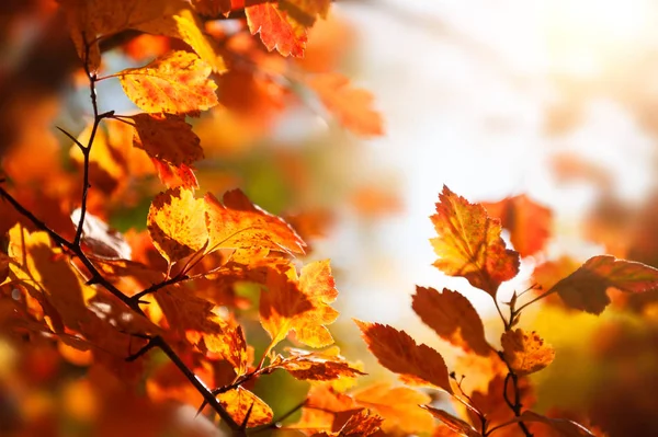 Arbre à feuilles rouges d'automne dans une forêt au coucher du soleil . — Photo