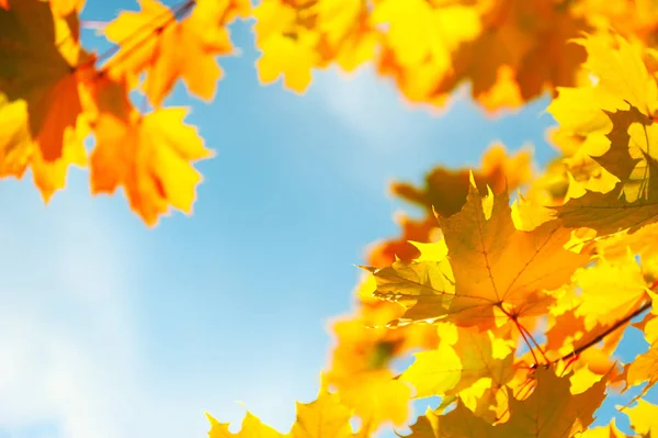 Yellow autumn maple leaves in a forest against the blue sky. — Stock Photo, Image