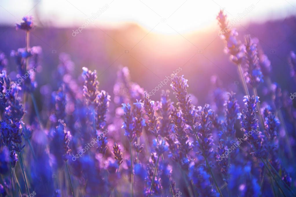 Lavender flowers at sunset in Provence, France. 