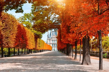 Paris, Fransa 'daki Tuileries Bahçesinde sarı sonbahar ağaçları.