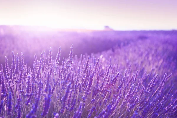 Campos de lavanda florescentes em Provence, França . — Fotografia de Stock