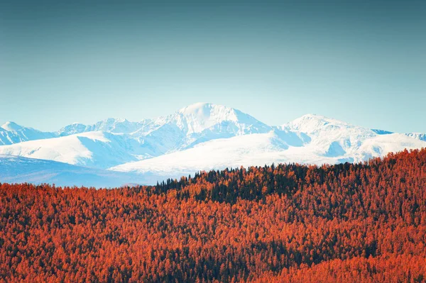 Picos de montanha cobertos de neve e floresta de outono amarelo . — Fotografia de Stock