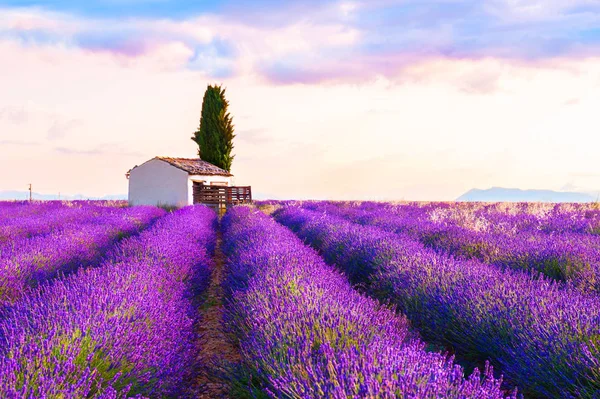 Levandulová pole v Provence, Francie. — Stock fotografie