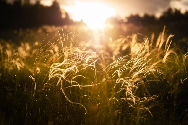 Wildes Federgras Auf Der Waldwiese Bei Sonnenuntergang Selektiver Fokus Schöne — Stockfoto