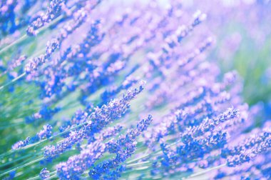 Provence, Fransa 'da lavanta çiçekleri. Makro görüntü, yüzeysel alan derinliği. Güzel çiçek arkaplanı