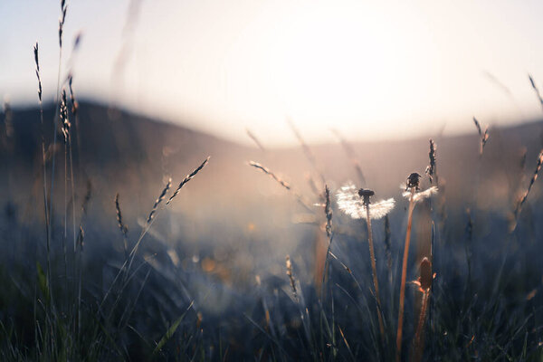 Wild grasses with dandelions in the mountains at sunset. Macro image, shallow depth of field. Summer nature background.