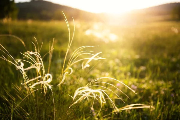 Wildes Federgras Auf Der Waldwiese Bei Sonnenuntergang Makroaufnahme Geringe Schärfentiefe — Stockfoto