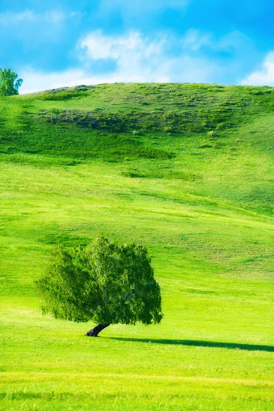 Green Tree Hills Fresh Green Grass Beautiful Summer Landscape South — Stock Photo, Image