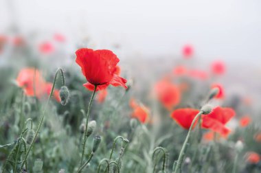 Puslu bir sabah tarlada kırmızı gelincik çiçekleri. Makro görüntü, yüzeysel alan derinliği. Güzel yaz doğa geçmişi