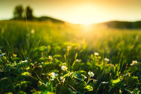 Blühende Walderdbeeren Auf Der Waldwiese Bei Sonnenuntergang Makroaufnahme Geringe Schärfentiefe — Stockfoto