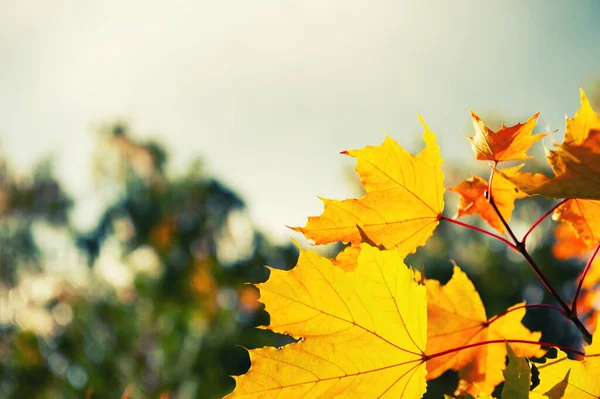 森の中に黄色の紅葉 選択的フォーカス 秋風の自然背景 — ストック写真
