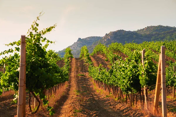 Vignobles Dans Les Montagnes Beau Paysage Été Concentration Sélective Crimée — Photo