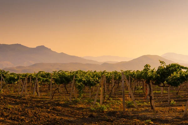 Viñedos Las Montañas Atardecer Hermoso Paisaje Verano Crimea — Foto de Stock