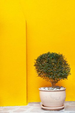 Evin sarı duvarının yanındaki saksıda çiçek var. Burano Adası, Venedik, İtalya 'da renkli mimari.