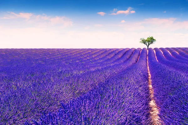 Valensole, Provence, Fransa yakınlarındaki lavanta tarlaları. Güzel yaz manzarası. Çiçek açan lavanta çiçeklerinin arasındaki yalnız ağaç.