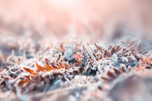 Hoarfrost Nas Plantas Início Manhã Floresta Outono Imagem Macro Profundidade — Fotografia de Stock