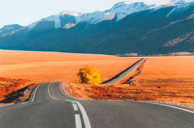 Sonbahar dağlarında gün batımında sarı ağaçlı güzel bir yol. Chuysky yolu ve Altai, Sibirya, Rusya 'daki Kuzey Chuya dağ sırtı manzarası. 