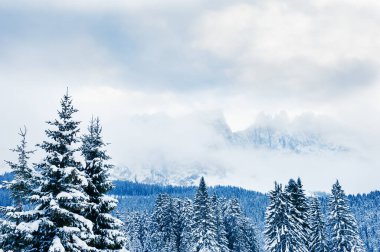 Sisli bir günde kış dağlarında karla kaplı ağaçlar. Dolomit Alpleri, kuzey İtalya. Güzel kış manzarası